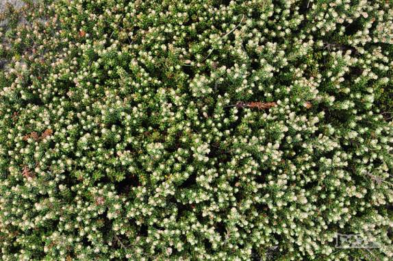 Vegetação em Carcass Island, no noroeste das Ilhas Malvinas